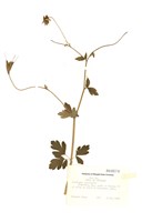 藏品(加拿大耬斗菜)的圖片